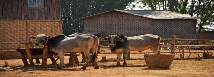 Oxen in Myanmar Kyaing Tong